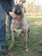 Cimarron Uruguayo - mlady pes k prodeji