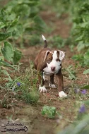 Americký pitbullteriér štěňata fenky s PP