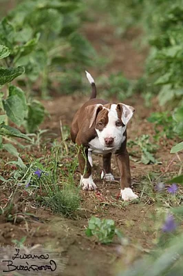 Americký pitbullteriér štěňata fenky s PP