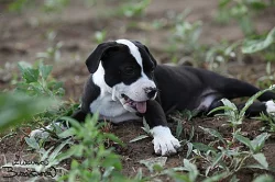 Americký pitbullteriér štěňata fenky s PP