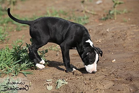 Americký pitbullteriér štěňata fenky s PP