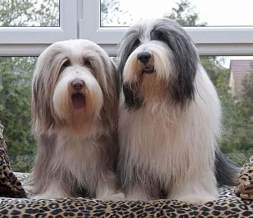 Bearded collie - štěňata