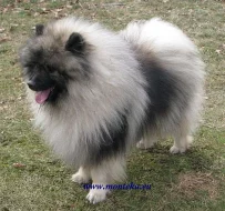 keeshond / německý špic vlčí
