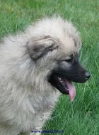 keeshond / německý špic vlčí