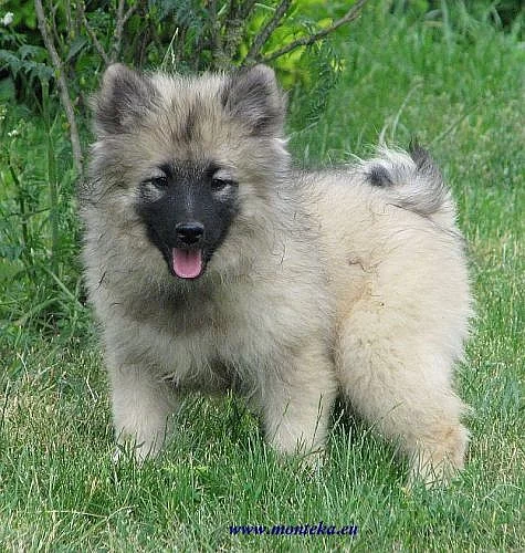 keeshond / německý špic vlčí