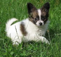 papillon