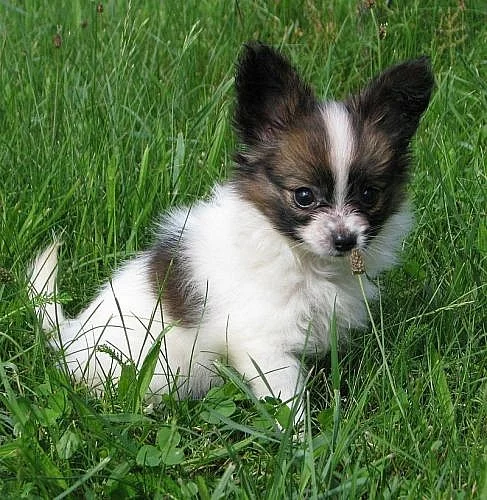 papillon