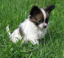 papillon