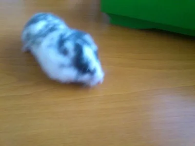 Daruji tečkovatýho samečka křečka syrského