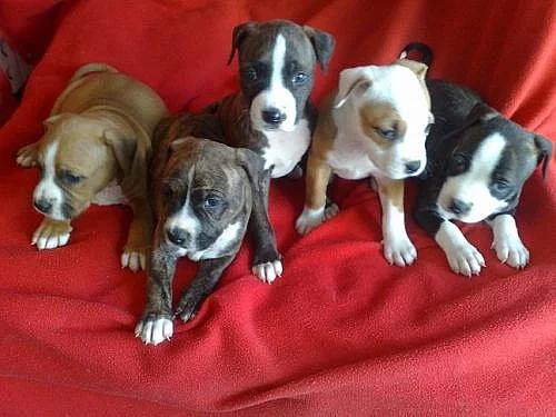 AMSTAFF-Americký stafordšírský terier-AST