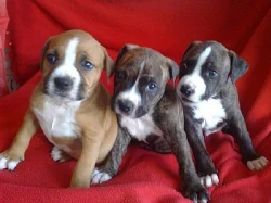 AMSTAFF-Americký stafordšírský terier-AST