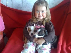 AMSTAFF-Americký stafordšírský terier-AST
