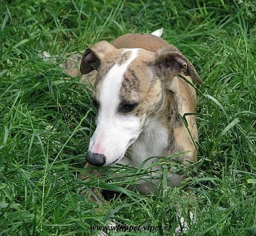 whippet , vipet, malý anglický chrt