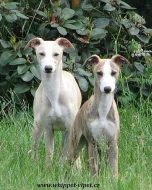 whippet , vipet, malý anglický chrt