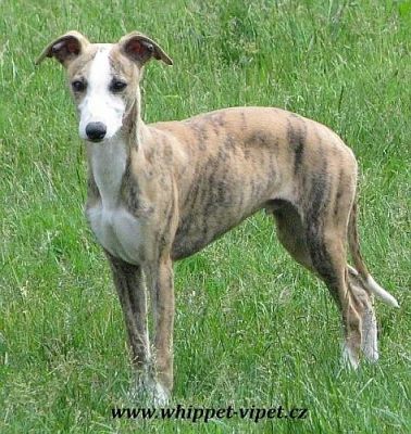 whippet , vipet, malý anglický chrt
