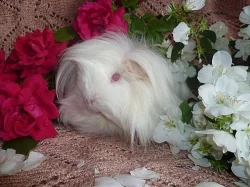 Morčátka na prodej