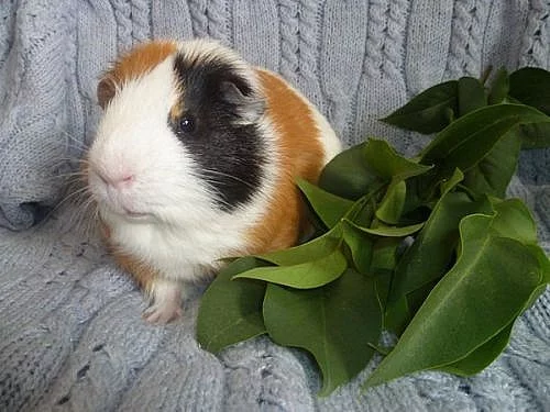 Morčátka na prodej