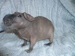 Morčátka na prodej