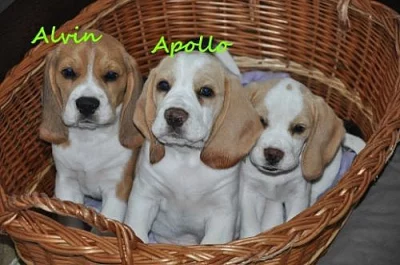 Prodám štěňátka Beagle