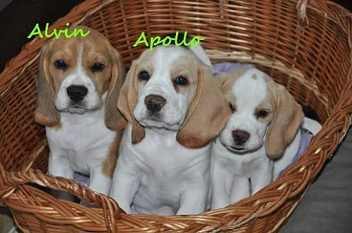 Prodám štěňátka Beagle