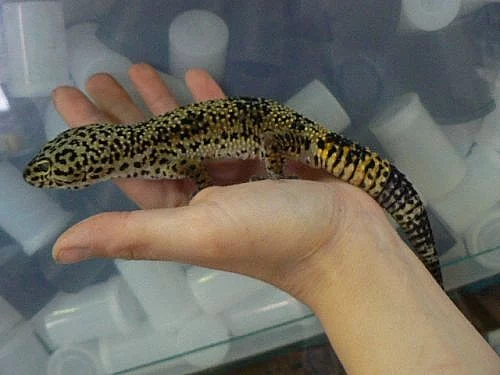Gekončík noční - Eublepharis macularius,Chameleon