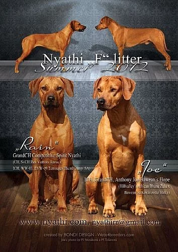 Štěňátka Rhodéského ridgebacka