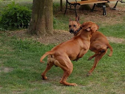 Štěňátka Rhodéského ridgebacka