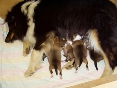 SHELTIE S PP