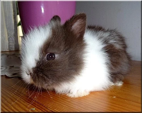 Zakrslý králíček Teddy,Rex a beránek s VP