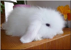 Zakrslý králíček Teddy,Rex a beránek s VP