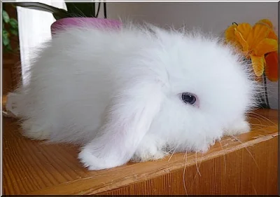 Zakrslý králíček Teddy,Rex a beránek s VP