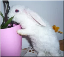 Zakrslý králíček Teddy,Rex a beránek s VP