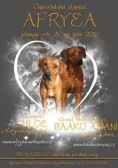 Rhodéský ridgeback - pejsek s PP k odběru
