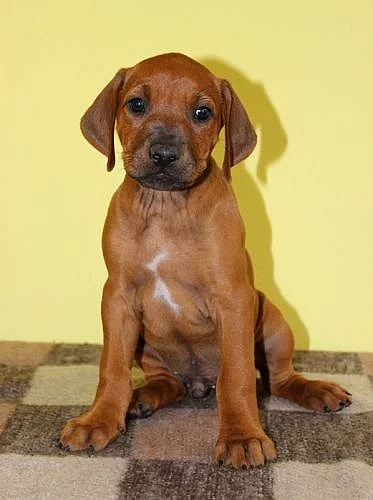 Rhodéský ridgeback - pejsek s PP k odběru