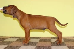 Rhodéský ridgeback - pejsek s PP k odběru