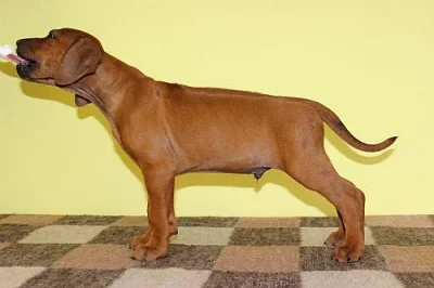 Rhodéský ridgeback - pejsek s PP k odběru