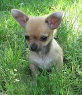 čivava dlouhosrstá , krátkosrstá