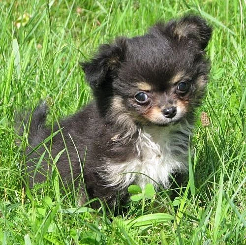 čivava dlouhosrstá , krátkosrstá