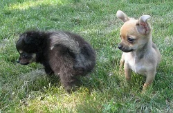 čivava dlouhosrstá , krátkosrstá