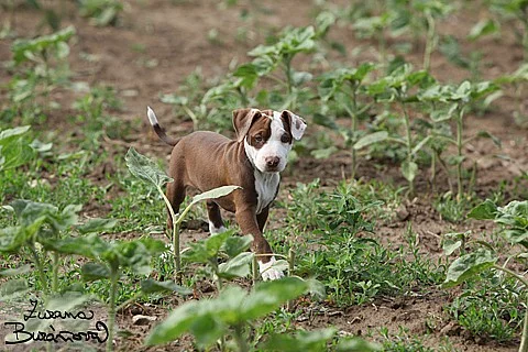 Americký pitbullteriér štěňata fenky s PP
