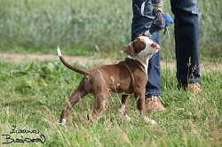 Americký pitbullteriér štěňata fenky s PP