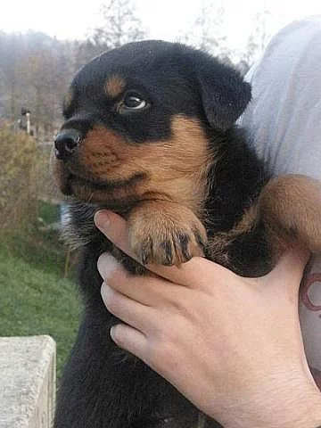 Rottweiler - štěňata s PP