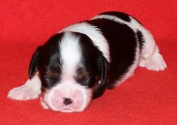 Kavalír King Charles španěl