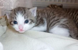 Prodám polobritského whiskas kocourka
