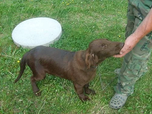 FLAT COATED RETRIEVER
