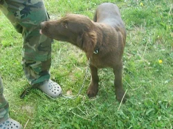 FLAT COATED RETRIEVER