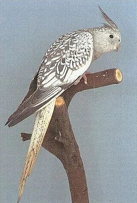 Uletěl papoušek -korela bělohlavá (perlová-šedá).