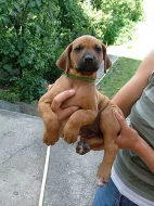 Rhodéský Ridgeback - štěňátka s PP