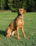 Rhodéský Ridgeback - štěňátka s PP