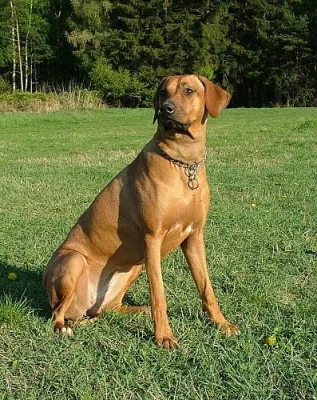 Rhodéský Ridgeback - štěňátka s PP
